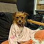 Ruby a rejoint le concours — aidez-le/la à gagner de superbes lots ! animal, bag, black_nose, box, brown_fur, chair, collar, cozy, cushion, dog, fur, furniture, indoor, looking_at_camera, pet, scruffy, shelf, sitting, small_dog, towel