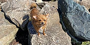 Ruby participe au concours pour gagner de l'argent avec cette photo : animal, brown_fur, canine, daylight, dog, ears, fur, nature, outdoor, pet, rock, rough_surface, scruffy, shadow, small_dog, standing, stone, sunlight, tail, wet_fur