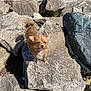animal, brown_fur, canine, daylight, dog, ears, fur, nature, outdoor, pet, rock, rough_surface, scruffy, shadow, small_dog, standing, stone, sunlight, tail, wet_fur