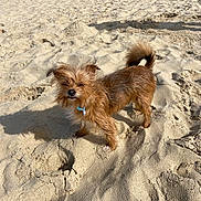 Ruby a rejoint le concours — aidez-le/la à gagner de superbes lots ! animal, beach, canine, coast, collar, cute, daytime, dog, fur, nature, outdoor, pet, sand, scruffy, shadow, small_dog, sunlight, sunny, walking, water