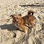 animal, beach, canine, coast, collar, cute, daytime, dog, fur, nature, outdoor, pet, sand, scruffy, shadow, small_dog, sunlight, sunny, walking, water