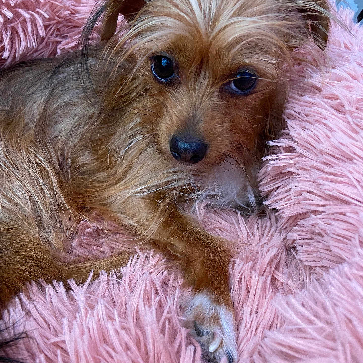 Ruby a rejoint le concours — aidez-le/la à gagner de superbes lots ! animal, bed, brown_dog, close_up, cozy, cute, dog, domestic_animal, fluffy, furry, indoor, laying_down, paw, pet, pink_bed, relaxed, resting, small_dog, soft_texture, whiskers
