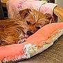 Ruby a rejoint le concours — aidez-le/la à gagner de superbes lots ! animal, brown_dog, closeup, cozy, cushion, cute, dog, domestic_animal, fringe, furry, indoor, orange, pet, pink, relaxed, resting, sleepy, small_dog, tongue_out, wooden_chair
