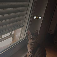 Bella a rejoint le concours — aidez-le/la à gagner de superbes lots ! cat, tabby_cat, kitten, sitting, window, indoors, wooden_floor, shutters, blinds, portrait, pet, feline, striped_fur, ears, eyes, whiskers, home, sunlight, emoji, cozy