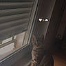 cat, tabby_cat, kitten, sitting, window, indoors, wooden_floor, shutters, blinds, portrait, pet, feline, striped_fur, ears, eyes, whiskers, home, sunlight, emoji, cozy