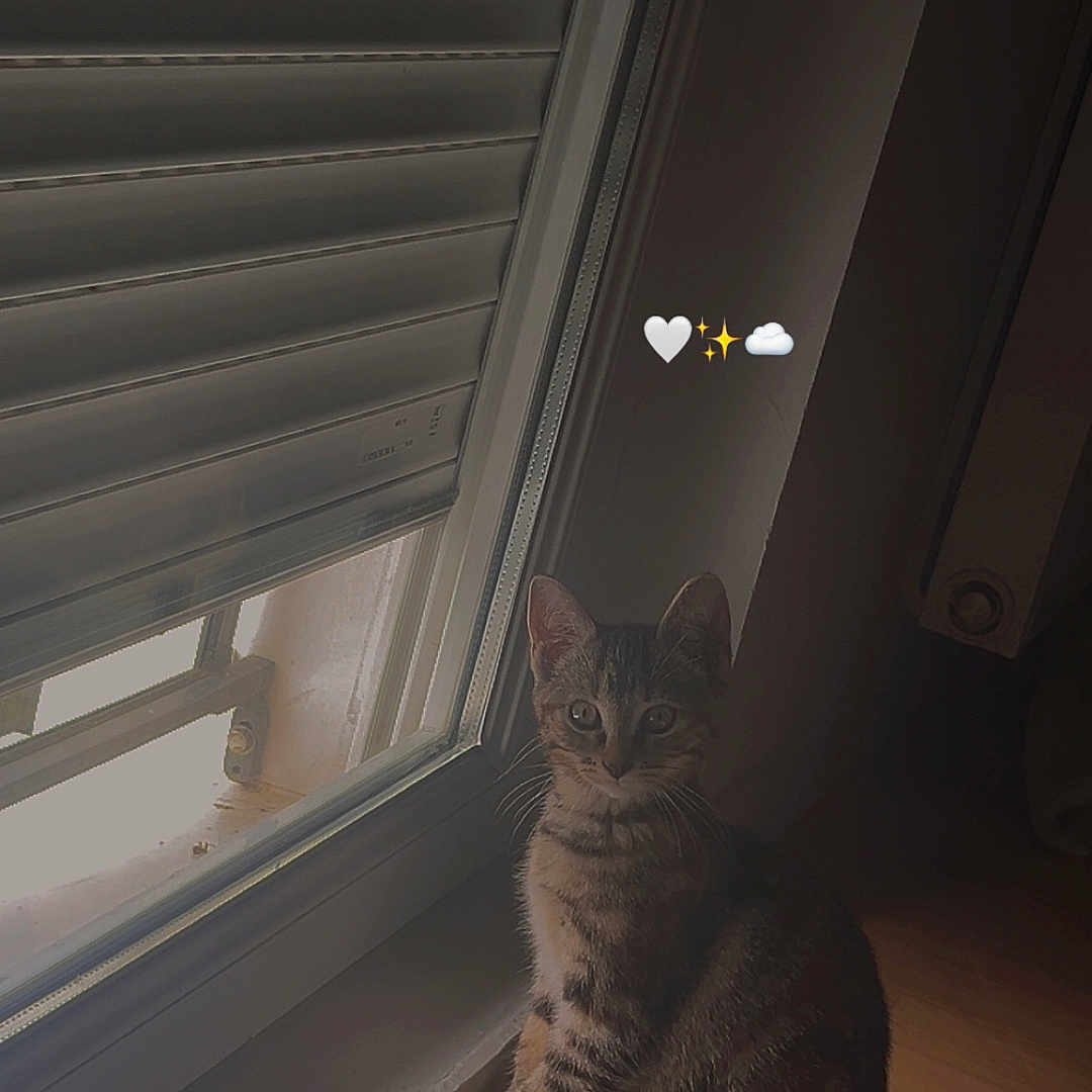 Bella