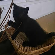 Salem participe au concours pour gagner de l'argent avec cette photo : kitten, black_cat, basket, animal, pet, indoor, furry, tail, whiskers, paw, branch, wooden_basket, cute, small, feline, domestic_cat, dark, shadow, playful, home