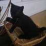 kitten, black_cat, basket, animal, pet, indoor, furry, tail, whiskers, paw, branch, wooden_basket, cute, small, feline, domestic_cat, dark, shadow, playful, home