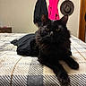 Bubba joined the competition — help win amazing prizes! black_cat, cat, bed, plaid_blanket, indoor, furniture, coat, hat, wall, animal, pet, fur, whiskers, relaxed, laying_down, domestic, cute, mammal, resting, household