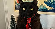 Bubba joined the competition — help win amazing prizes! cat, black_cat, tie, red_tie, plaid_tie, indoor, table, decor, poster, wall_art, miniature_trees, feline, pet, animal, portrait, sitting, looking_at_camera, yellow_eyes, furry, cute