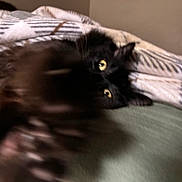 Bubba is registered to the contest to win money with this photo: cat, black_cat, blur, motion_blur, bed, blanket, yellow_eyes, pet, feline, indoor, animal, fur, claw, paw, reaching, cute, cozy, resting, home, soft