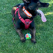 Ozzy is registered to the contest to win money with this photo: dog, black_dog, grass, outdoor, ball, tongue_out, harness, collar, pet, playing, sunny, canine, animal, resting, greenery, summer, nature, happy, park, leisure
