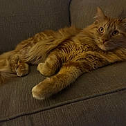 Yani joined the competition — help win amazing prizes! cat, orange_cat, fluffy, feline, pet, indoor, couch, furniture, relaxed, alert, whiskers, tail, paws, fur, home, cozy, resting, animal, mammal, domestic