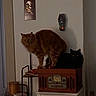 cat, ginger_cat, black_cat, vintage_radio, table, indoor, pets, feline, cozy, dim_lighting, furniture, shelf, home_decor, animal, domestic, resting, curious, fluffy, black_fur, orange_fur
