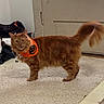 cat, ginger_cat, pet, indoor, carpet, door, halloween, bandana, orange, feline, fur, tail, curious, alert, home, floor, animal, cute, domestic, mammal