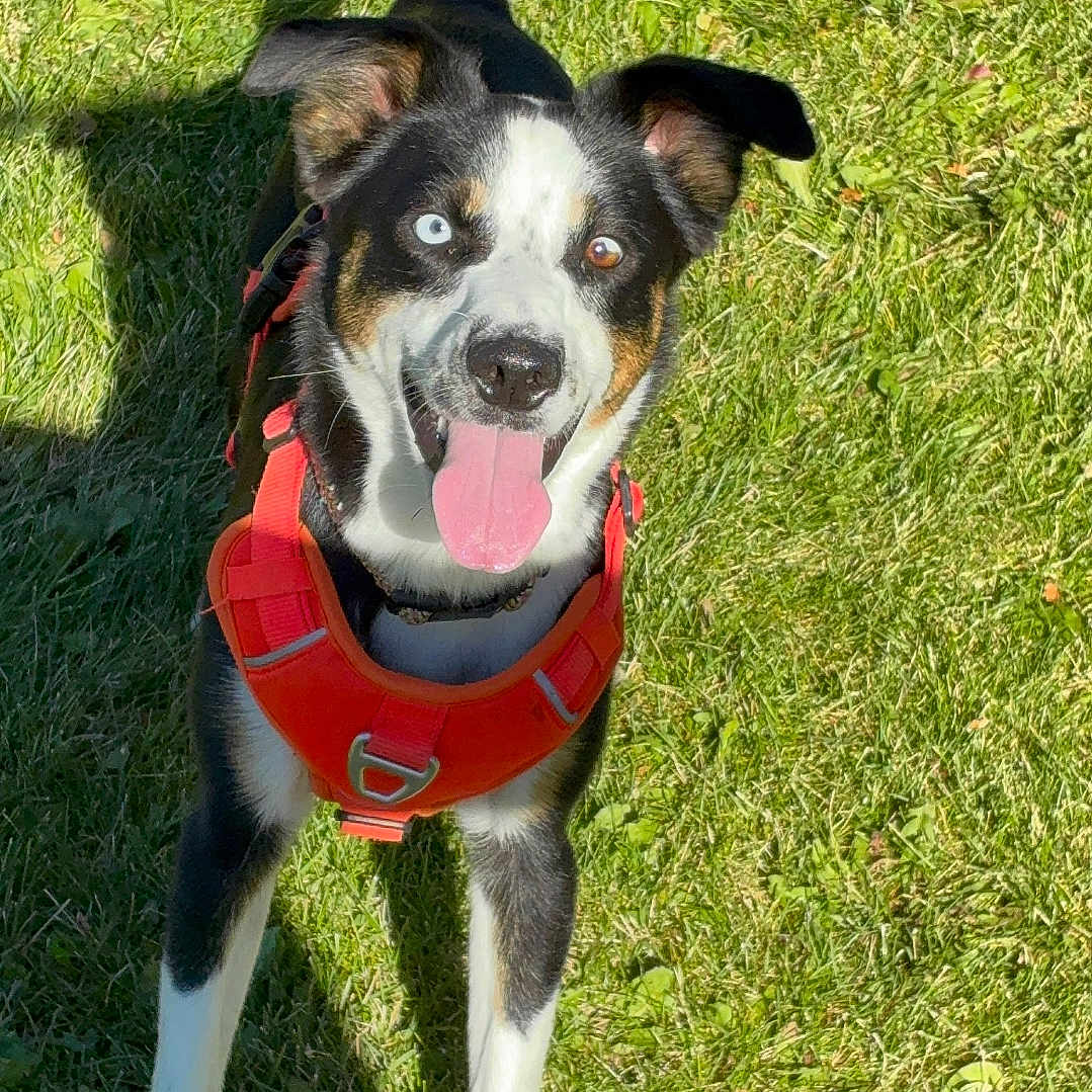 Mimi joined the competition — help win amazing prizes! dog, grass, outdoor, pet, canine, harness, animal, happy, tongue_out, black_and_white, heterochromia, sunlight, shadow, standing, playful, ears_up, nature, friendly, cute, alert