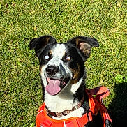 Mimi is registered to the contest to win money with this photo: dog, grass, outdoor, harness, pet, canine, happy, tongue_out, heterochromia, black_and_white, brown, ears, collar, sunlight, nature, playful, smiling, animal, closeup, summer