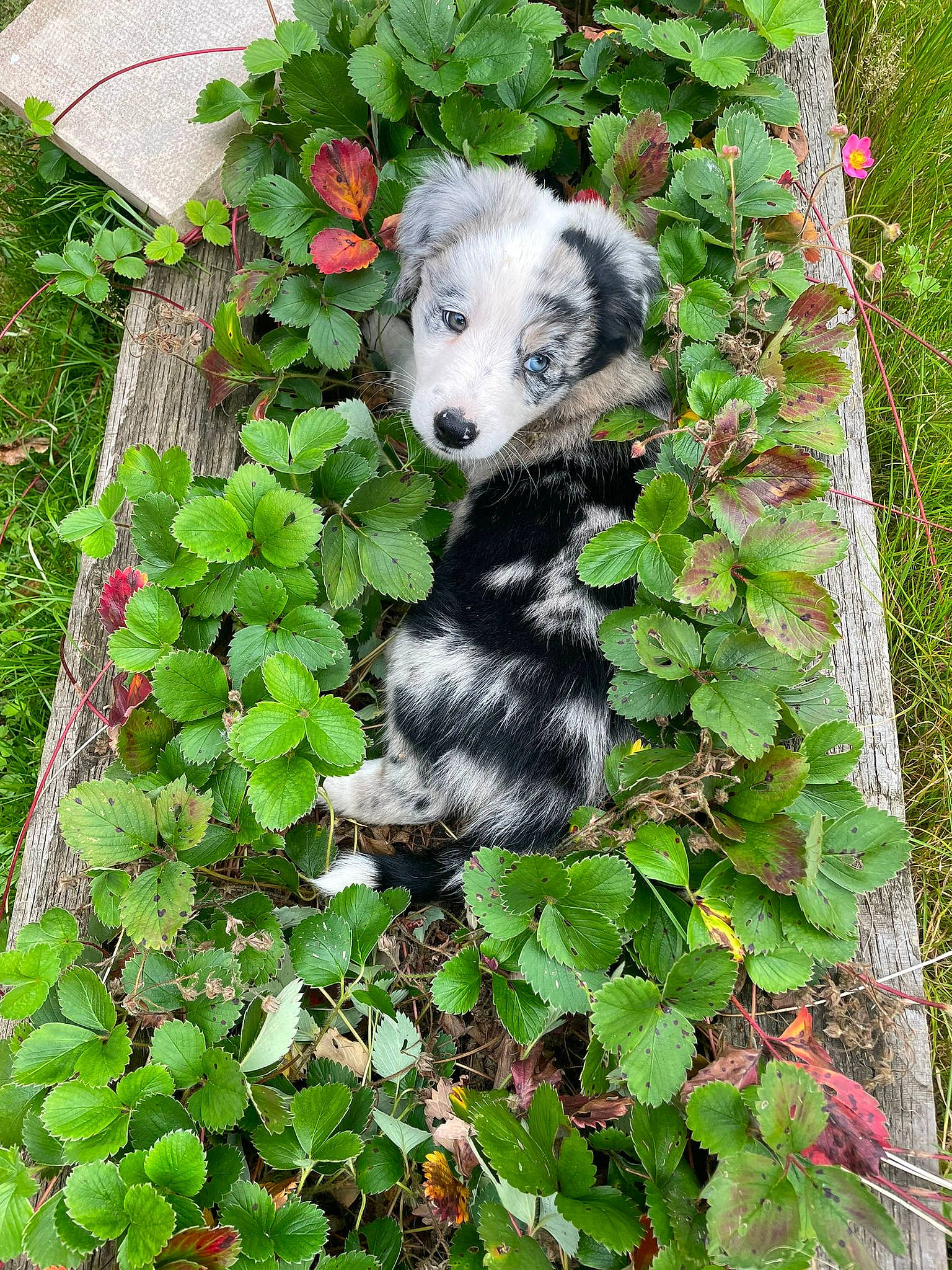 Connie joined the competition — help win amazing prizes! annual_plant, botany, canidae, carnivore, companion_dog, dalmatian, dog, dog_breed, garden, grass, green, groundcover, herb, leaf, plant, shrub, sporting_group, tail, terrestrial_animal, terrestrial_plant