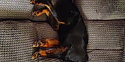 Shadow joined the competition — help win amazing prizes! dog, couch, pet, relaxing, indoor, fur, black, brown, animal, canine, furniture, cozy, laying_down, resting, domestic, companion, home, cute, small_dog, quiet