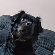 Shadow joined the competition — help win amazing prizes! dog, black_dog, pet, indoor, couch, furniture, curious, looking_up, ears, fur, nose, whiskers, wall, candle_holder, arm, seated, expression, close_up, companion, animal