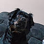 animal, arm, black_dog, candle_holder, close_up, companion, couch, curious, dog, ears, expression, fur, furniture, indoor, looking_up, nose, pet, seated, wall, whiskers