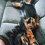 Shadow is registered to the contest to win money with this photo: dog, person, couch, relaxed, indoor, pet, lying_down, furry, paw, black_and_tan, cozy, home, resting, sleepy, companion, animal, face, texture, casual, blurred