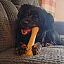 Shadow is registered to the contest to win money with this photo: dog, bone, couch, chewing, pet, indoor, plaid_pillow, brown, black, fur, animal, paw, relaxing, home, cozy, texture, toy, happy, playful, canine