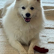 Kiro participe au concours pour gagner de l'argent avec cette photo : dog, white_dog, fluffy, pet, indoor, smiling, chew_toy, lying_down, carpet, cute, animal, fur, domestic_animal, playful, friendly, canine, happy, resting, tongue_out, ears_up