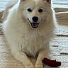 dog, white_dog, fluffy, pet, indoor, smiling, chew_toy, lying_down, carpet, cute, animal, fur, domestic_animal, playful, friendly, canine, happy, resting, tongue_out, ears_up
