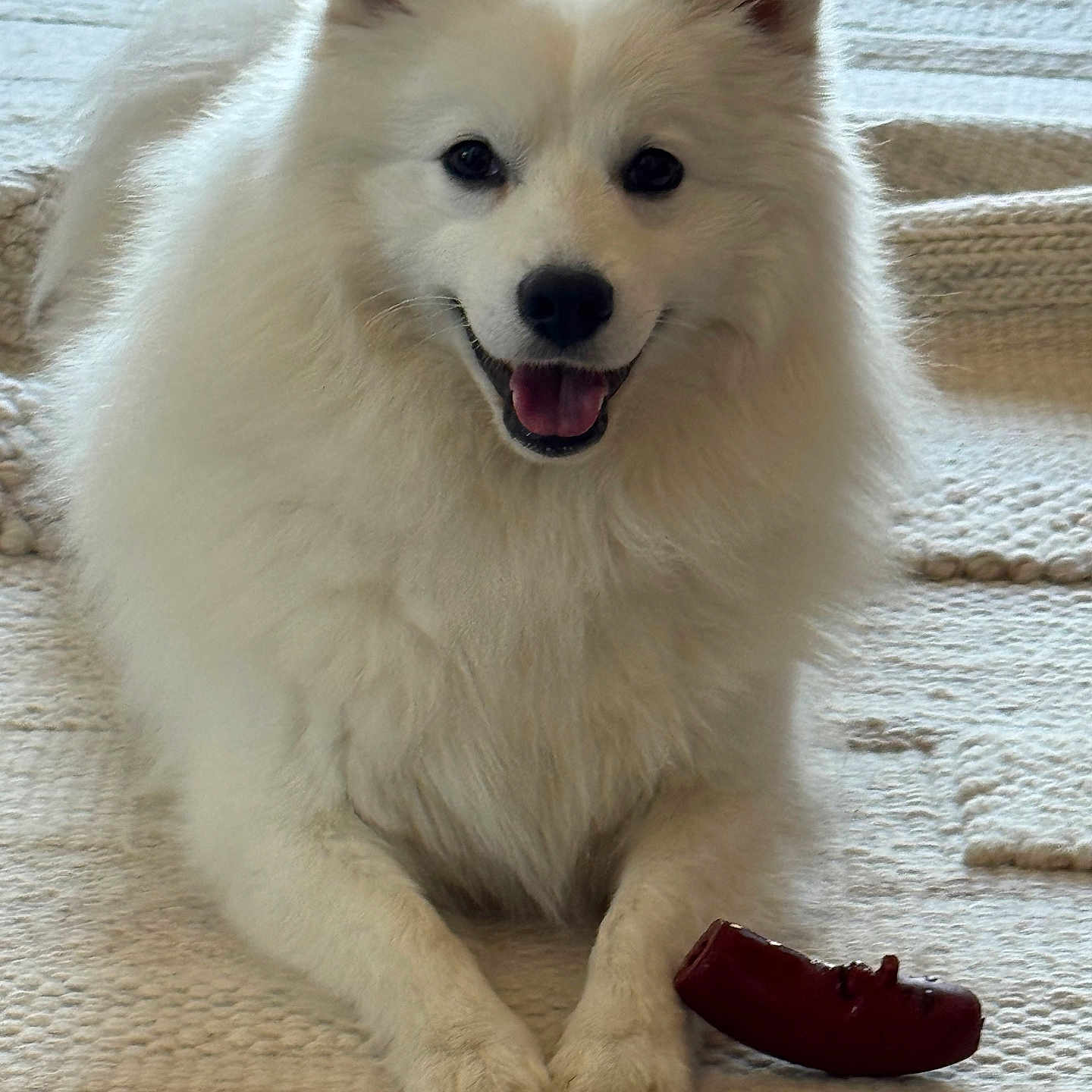 Kiro participe au concours pour gagner de l'argent avec cette photo : dog, white_dog, fluffy, pet, indoor, smiling, chew_toy, lying_down, carpet, cute, animal, fur, domestic_animal, playful, friendly, canine, happy, resting, tongue_out, ears_up