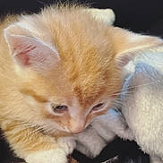 Millz joined the competition — help win amazing prizes! kitten, cat, orange_cat, young_animal, pet, furry, whiskers, paws, close_up, cute, animal, domestic_cat, blanket, soft_texture, fur, indoor, sleeping_area, cozy, curious, small