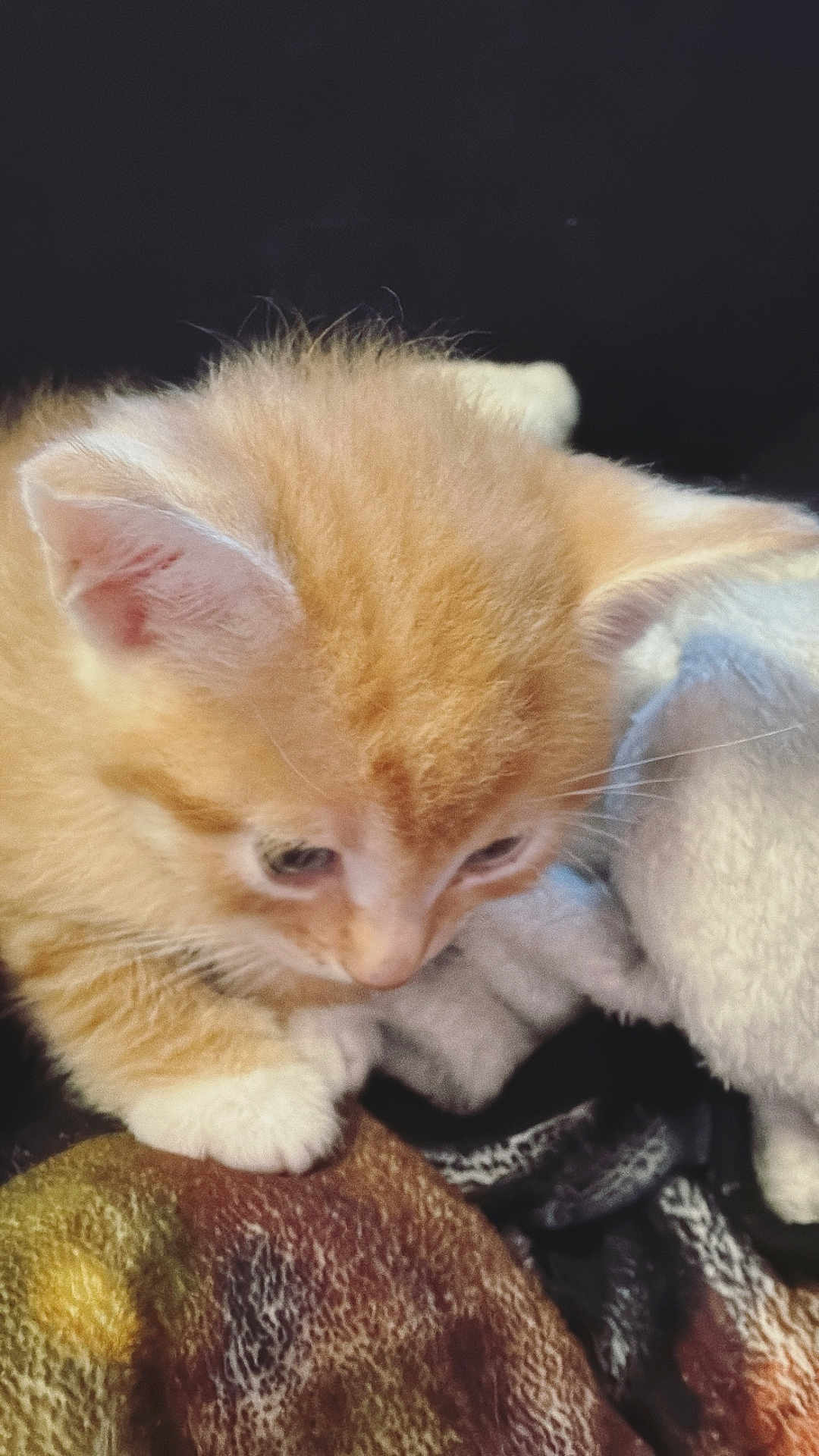 Millz joined the competition — help win amazing prizes! kitten, cat, orange_cat, young_animal, pet, furry, whiskers, paws, close_up, cute, animal, domestic_cat, blanket, soft_texture, fur, indoor, sleeping_area, cozy, curious, small