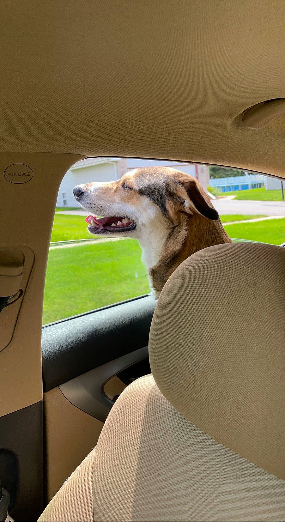 Lyla is registered to the contest to win money with this photo: automotive_design, automotive_exterior, automotive_mirror, car, car_seat, car_seat_cover, carnivore, comfort, companion_dog, dog, dog_breed, fawn, head_restraint, motor_vehicle, personal_luxury_car, plant, tints_and_shades, vehicle, vehicle_door, window