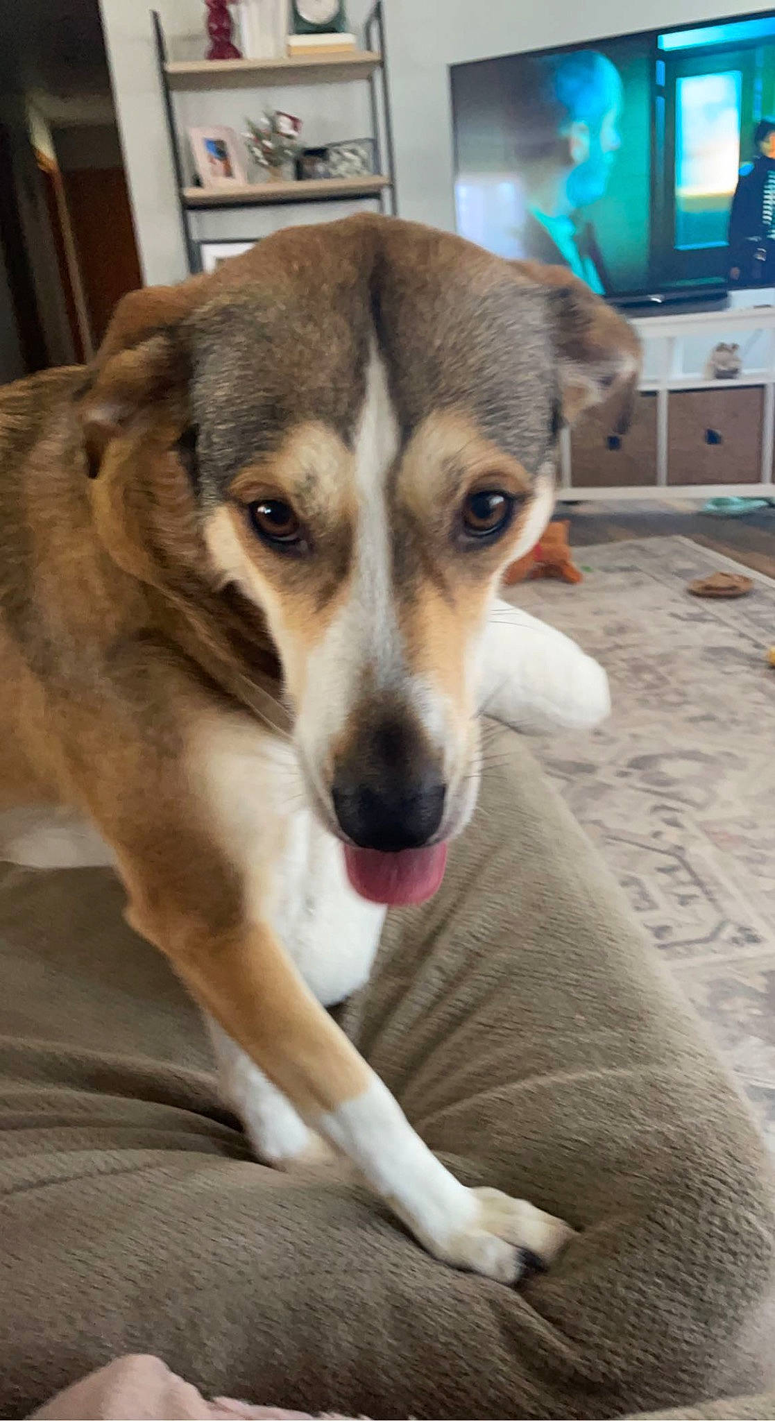 Lyla joined the competition — help win amazing prizes! cabinetry, canidae, carnivore, chest_of_drawers, comfort, companion_dog, cupboard, dog, dog_breed, drawer, fawn, fur, home_appliance, snout, sporting_group, television, terrestrial_animal, whiskers, working_animal, working_dog