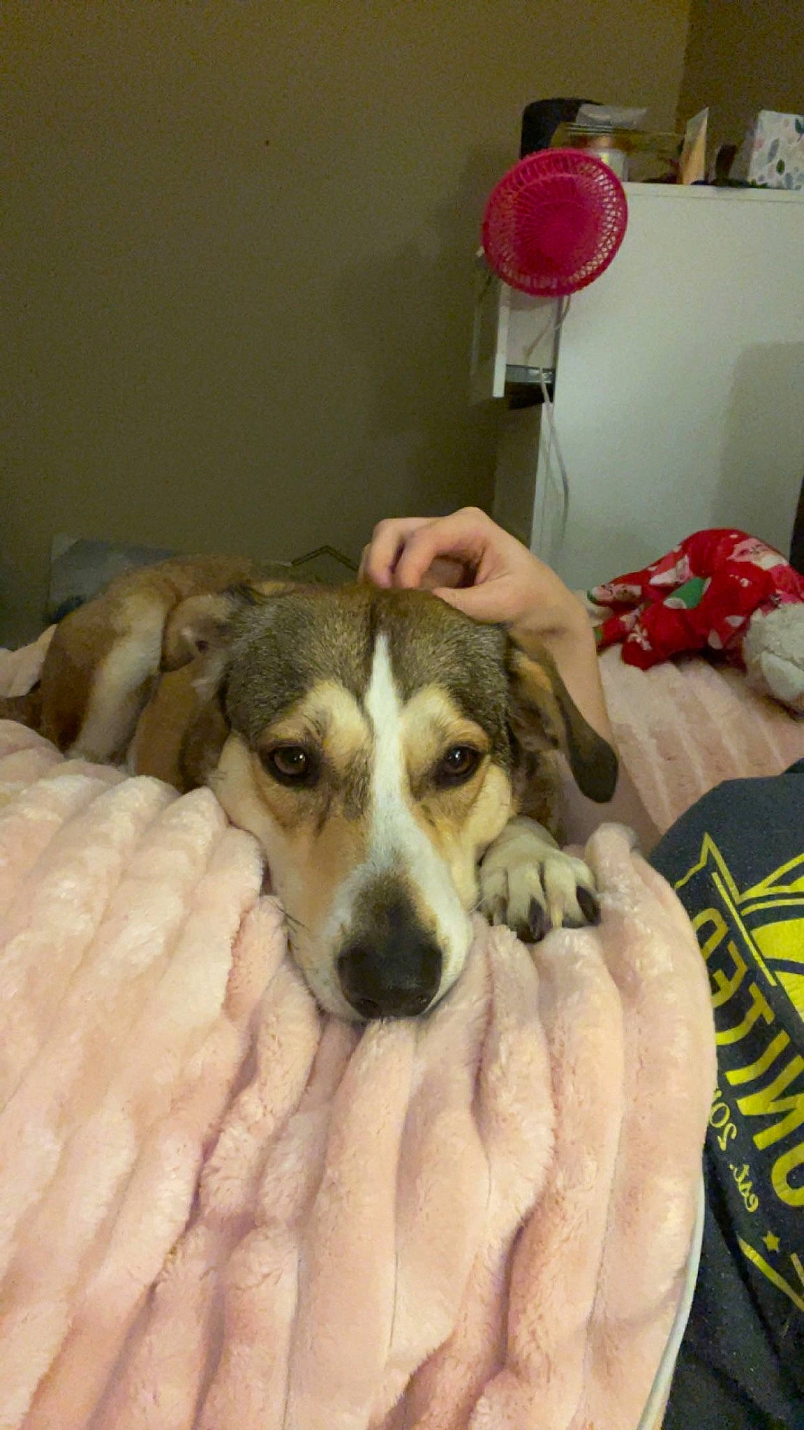 Lyla is registered to the contest to win money with this photo: bed, bored, canidae, carnivore, comfort, companion_dog, couch, dog, dog_breed, fur, lamp, linens, nap, puppy, room, snout, sporting_group, terrestrial_animal, working_animal, working_dog