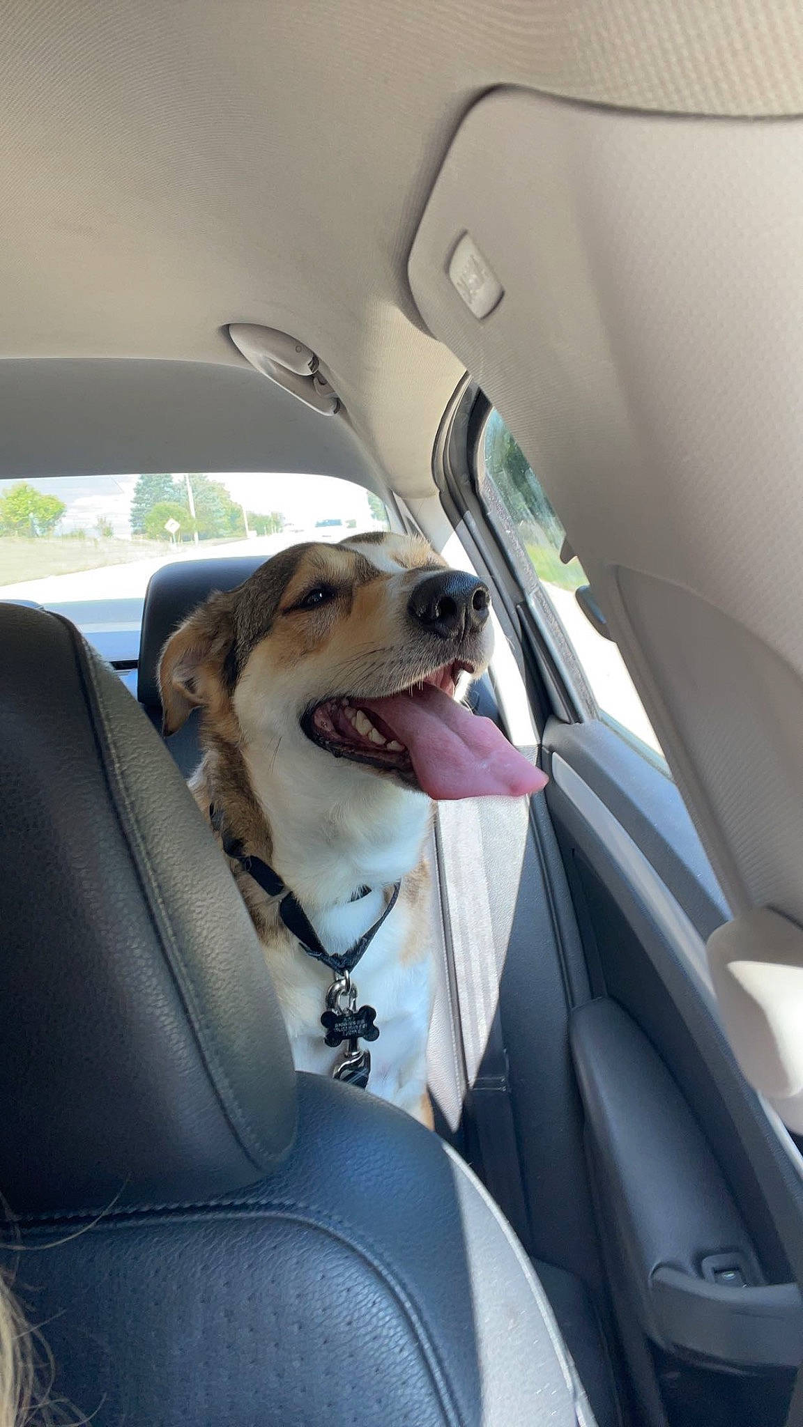 Lyla joined the competition — help win amazing prizes! auto_part, automotive_design, automotive_exterior, automotive_mirror, car, car_seat, car_seat_cover, carnivore, companion_dog, dog, dog_breed, family_car, head_restraint, motor_vehicle, personal_luxury_car, seat_belt, snout, steering_wheel, vehicle, vehicle_door
