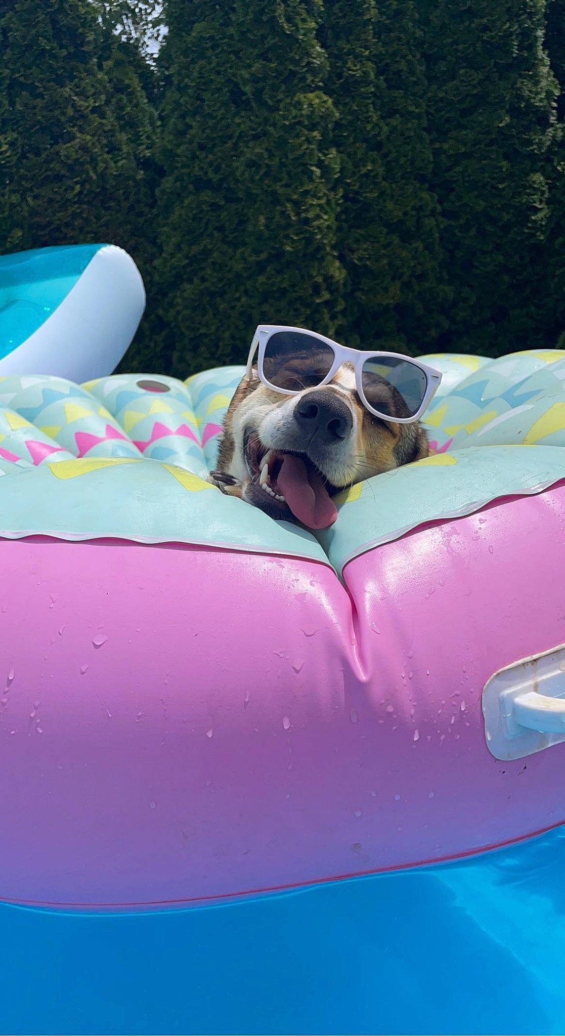 Lyla is registered to the contest to win money with this photo: auto_part, automotive_design, automotive_exterior, bumper, carnivore, dog, eyewear, fun, goggles, grass, hood, leisure, magenta, motor_vehicle, pink, recreation, sunglasses, vehicle, vehicle_door, vision_care