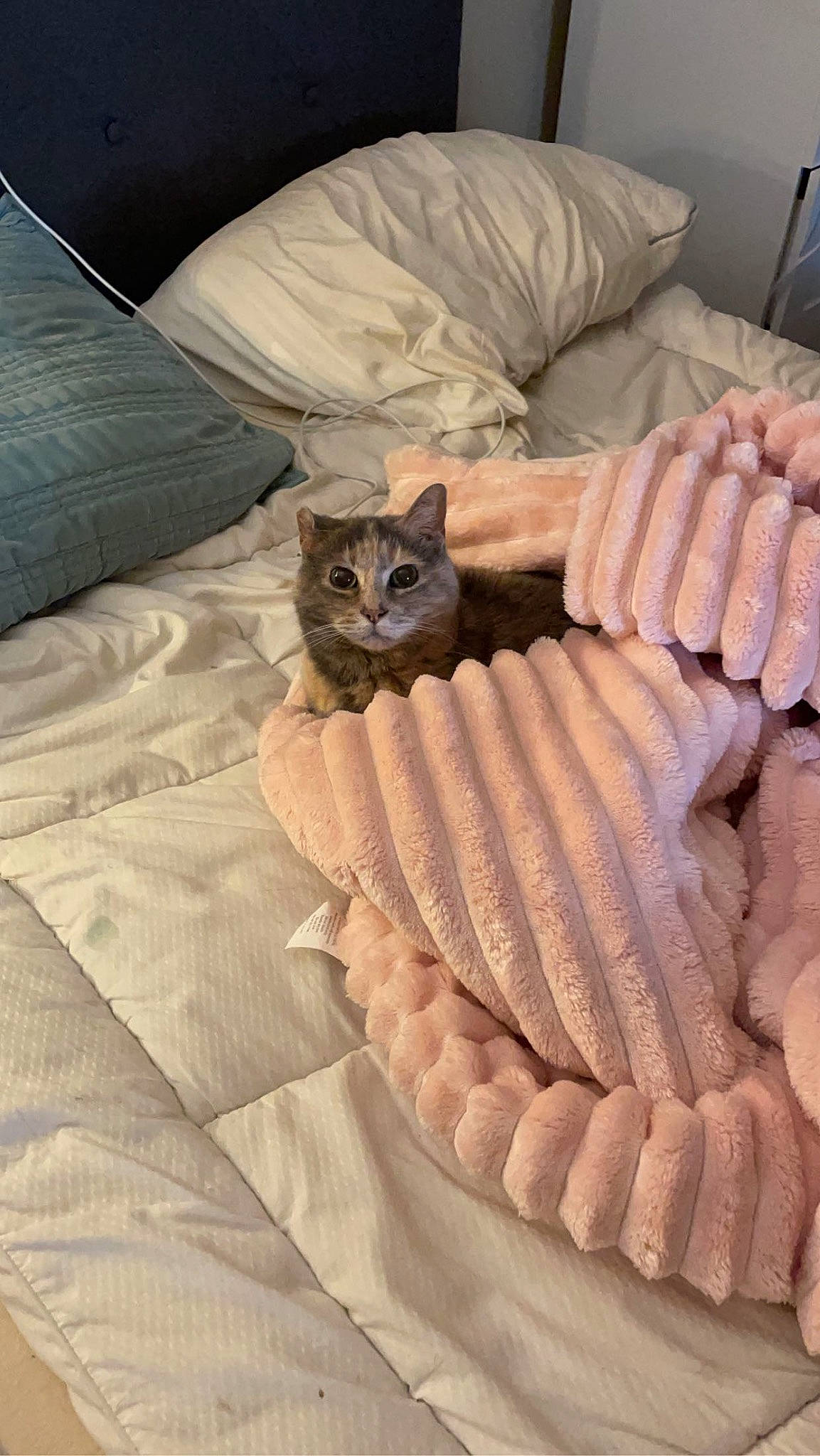 Poky is registered to the contest to win money with this photo: bedding, brown, carnivore, cat, comfort, couch, domestic_short_haired_cat, felidae, flooring, fur, furniture, hardwood, linens, pattern, peach, room, small_to_medium_sized_cats, textile, whiskers, wood