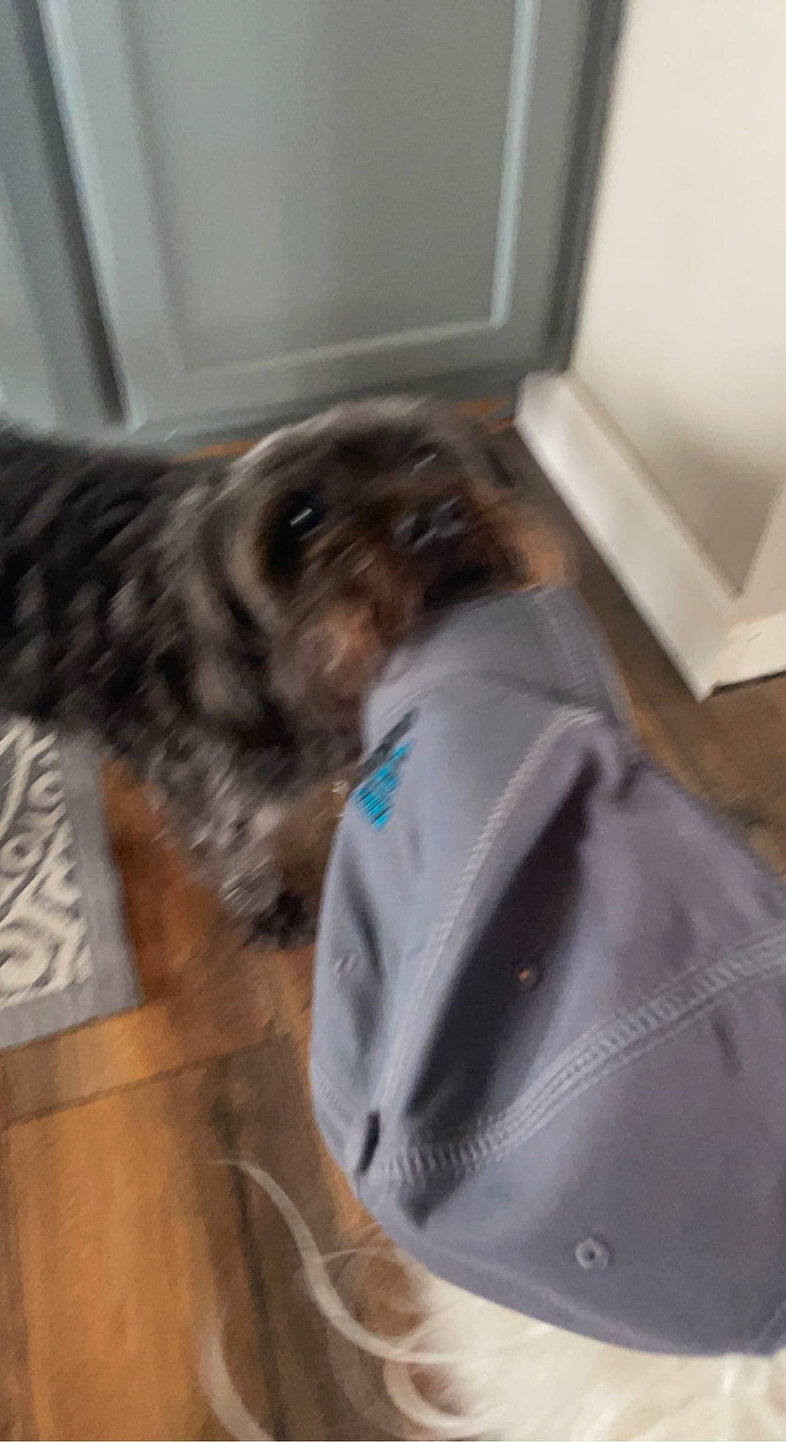 Rocky is registered to the contest to win money with this photo: canidae, carnivore, comfort, companion_dog, dog, dog_breed, dog_supply, floor, flooring, fur, hardwood, liver, small_terrier, snout, sporting_group, terrier, toy_dog, wood, wood_flooring, working_animal