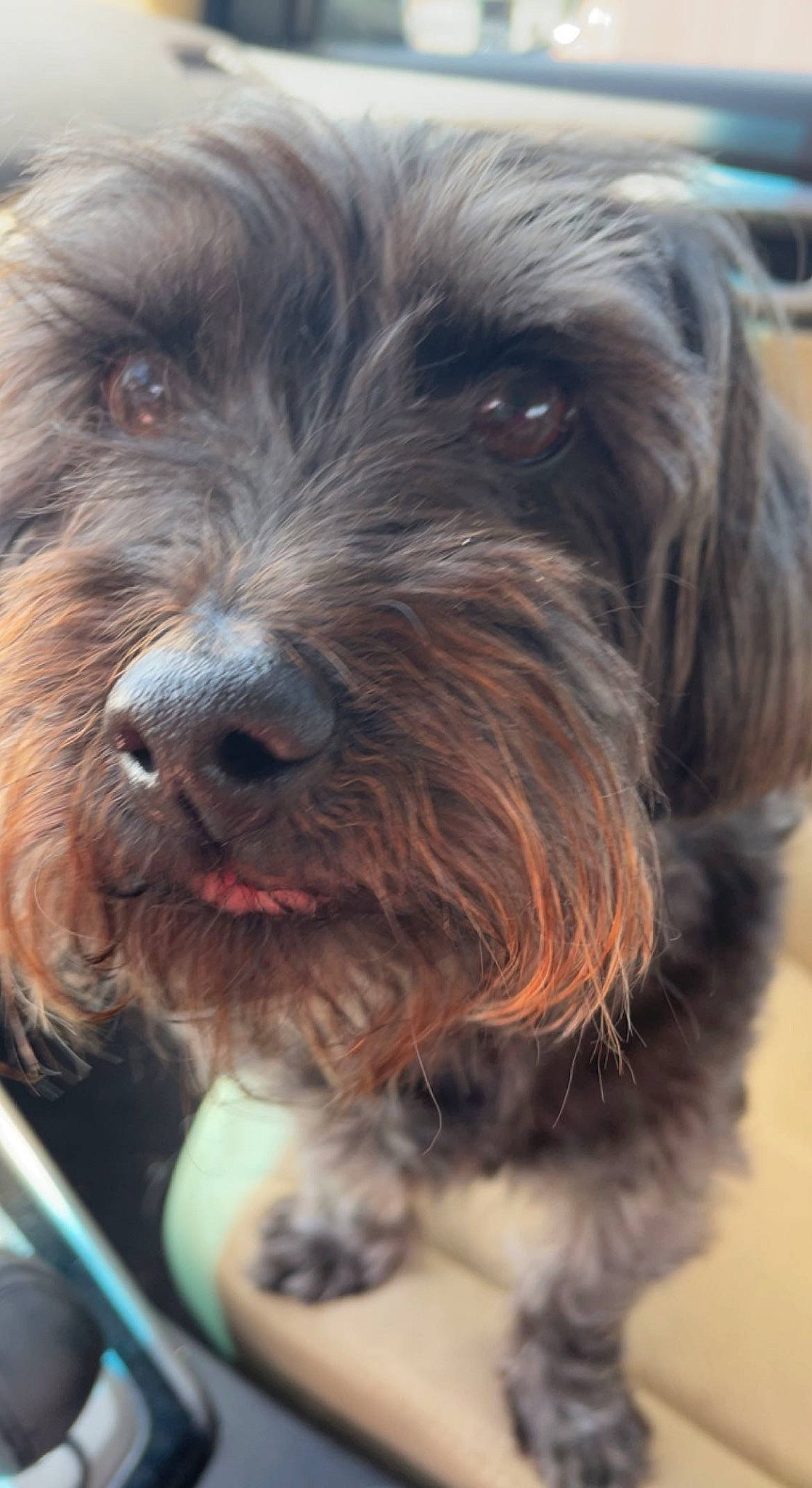 Rocky is registered to the contest to win money with this photo: canidae, carnivore, companion_dog, dog, dog_breed, fur, liver, pudelpointer, recipe, small_terrier, snout, sporting_group, stichelhaar, terrier, toy_dog, water_dog, working_animal