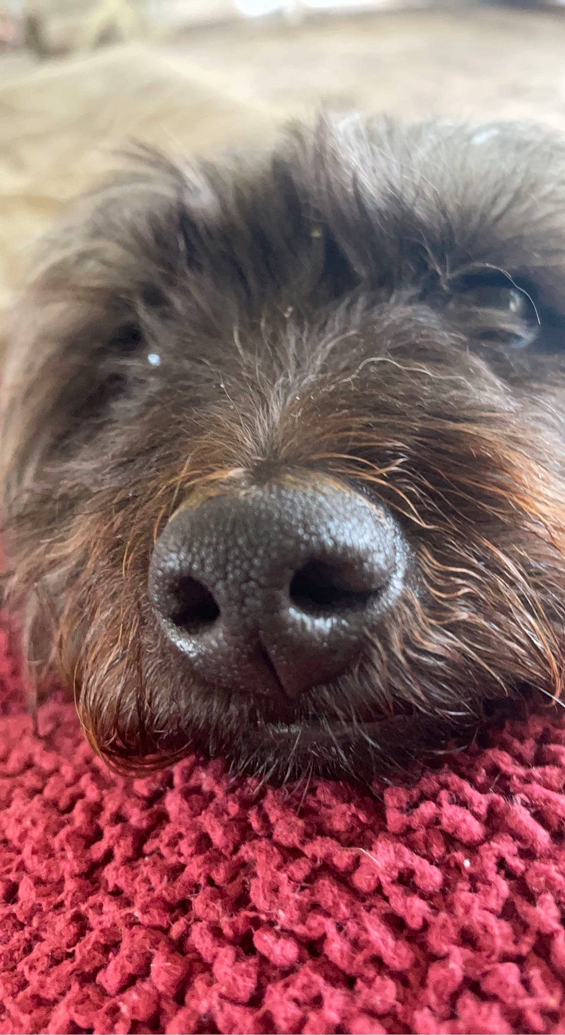 Rocky is registered to the contest to win money with this photo: canidae, carnivore, companion_dog, dog, dog_breed, fur, liver, small_terrier, snout, sporting_group, terrestrial_animal, terrier, toy_dog, water_dog, working_animal