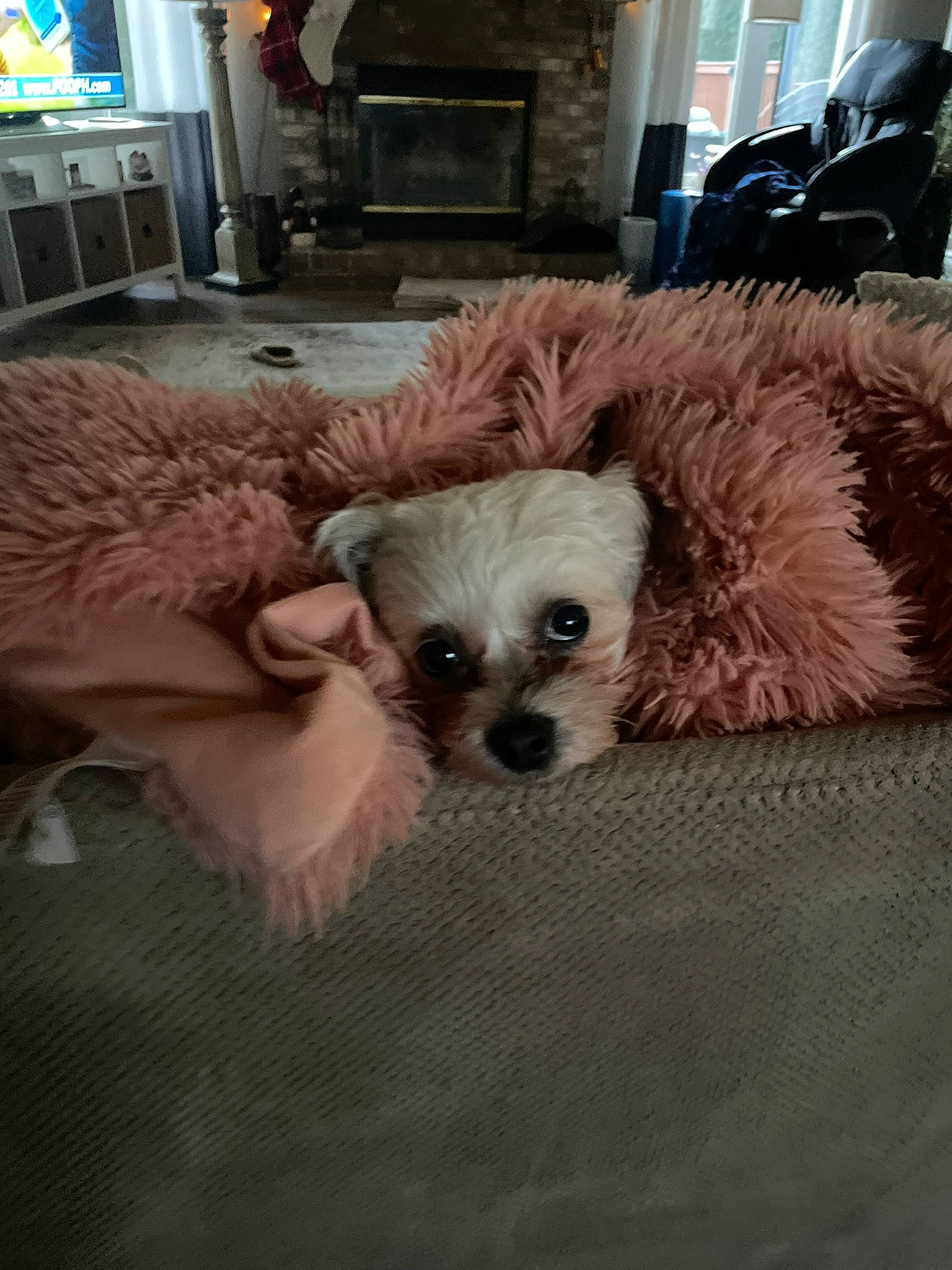 Bella joined the competition — help win amazing prizes! canidae, carnivore, chihuahua, companion_dog, dog, dog_breed, dog_clothes, dog_supply, fawn, fur, kitchen_appliance, picture_frame, small_terrier, snout, sporting_group, television, terrier, toy_dog, whiskers, working_animal