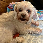 Tinkerbell joined the competition — help win amazing prizes! dog, puppy, pet, white_fur, curly_fur, close_up, couch, blanket, pillow, eyes, nose, tongue, paw, indoor, portrait, relaxed, bedding, toy, collar, small_dog