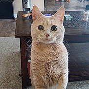 Sadie is registered to the contest to win money with this photo: cat, cream_cat, pet, animal, feline, portrait, close_up, sitting, indoors, living_room, coffee_table, carpet, furniture, speaker, fan, whiskers, ears, eyes, fluffy, home