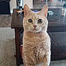 cat, cream_cat, pet, animal, feline, portrait, close_up, sitting, indoors, living_room, coffee_table, carpet, furniture, speaker, fan, whiskers, ears, eyes, fluffy, home