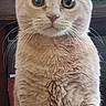 Sadie joined the competition — help win amazing prizes! cat, ginger_cat, orange_cat, pet, animal, feline, portrait, sitting, indoors, home, carpet, whiskers, ears, eyes, nose, fur, tabby, cute, alert, front_view