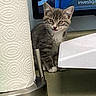 cat, kitten, gray_cat, white_chest, animal, pet, sitting, portrait, indoors, office, desk, paper_towel, monitor, computer_screen, floor, whiskers, ears, green_eyes, cute, funny