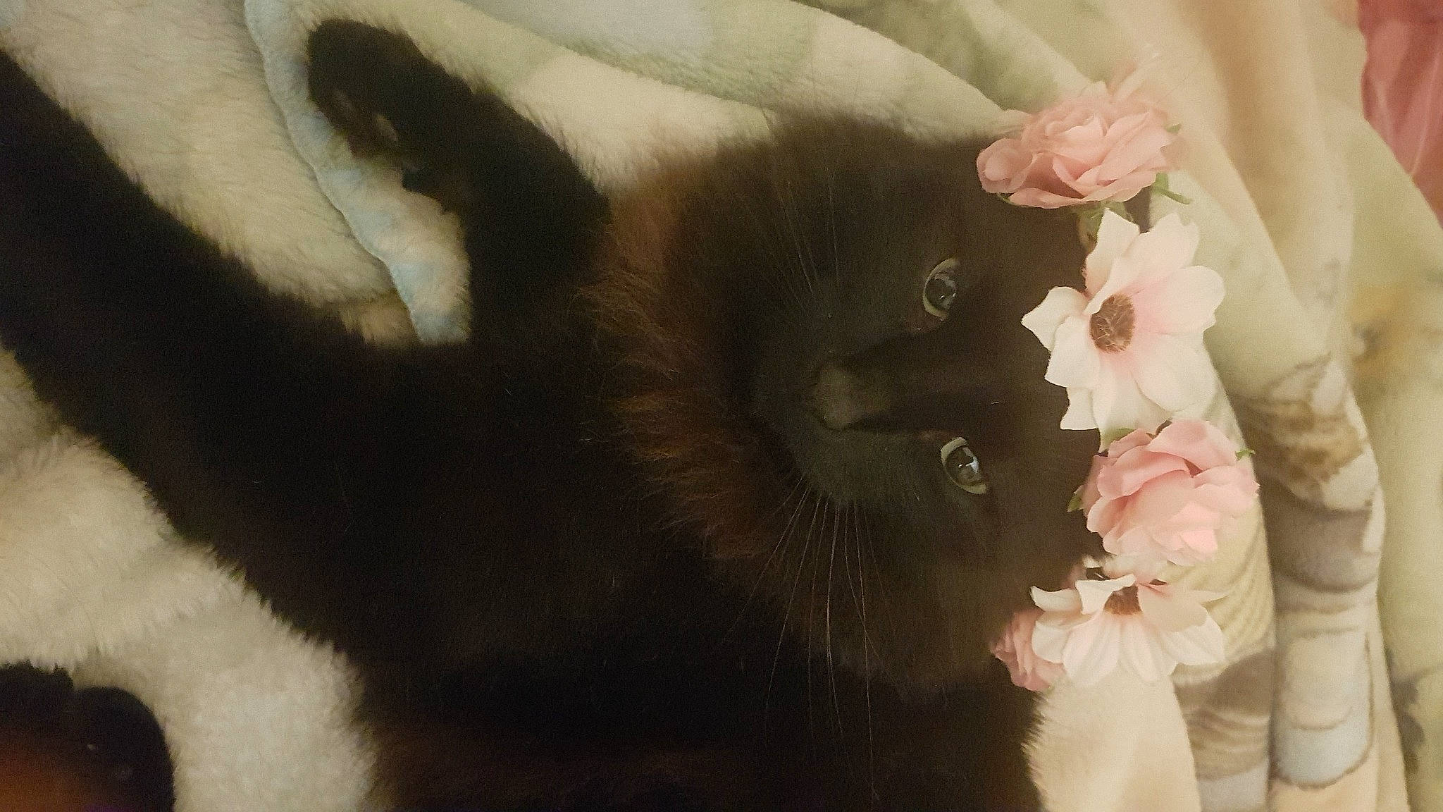 Nuby a rejoint le concours — aidez-le/la à gagner de superbes lots ! artificial_flower, black_cat, blossom, carnivore, cat, claw, cut_flowers, felidae, flower, flowering_plant, fur, petal, plant, rose_family, small_to_medium_sized_cats, tail, terrestrial_animal, whiskers, window