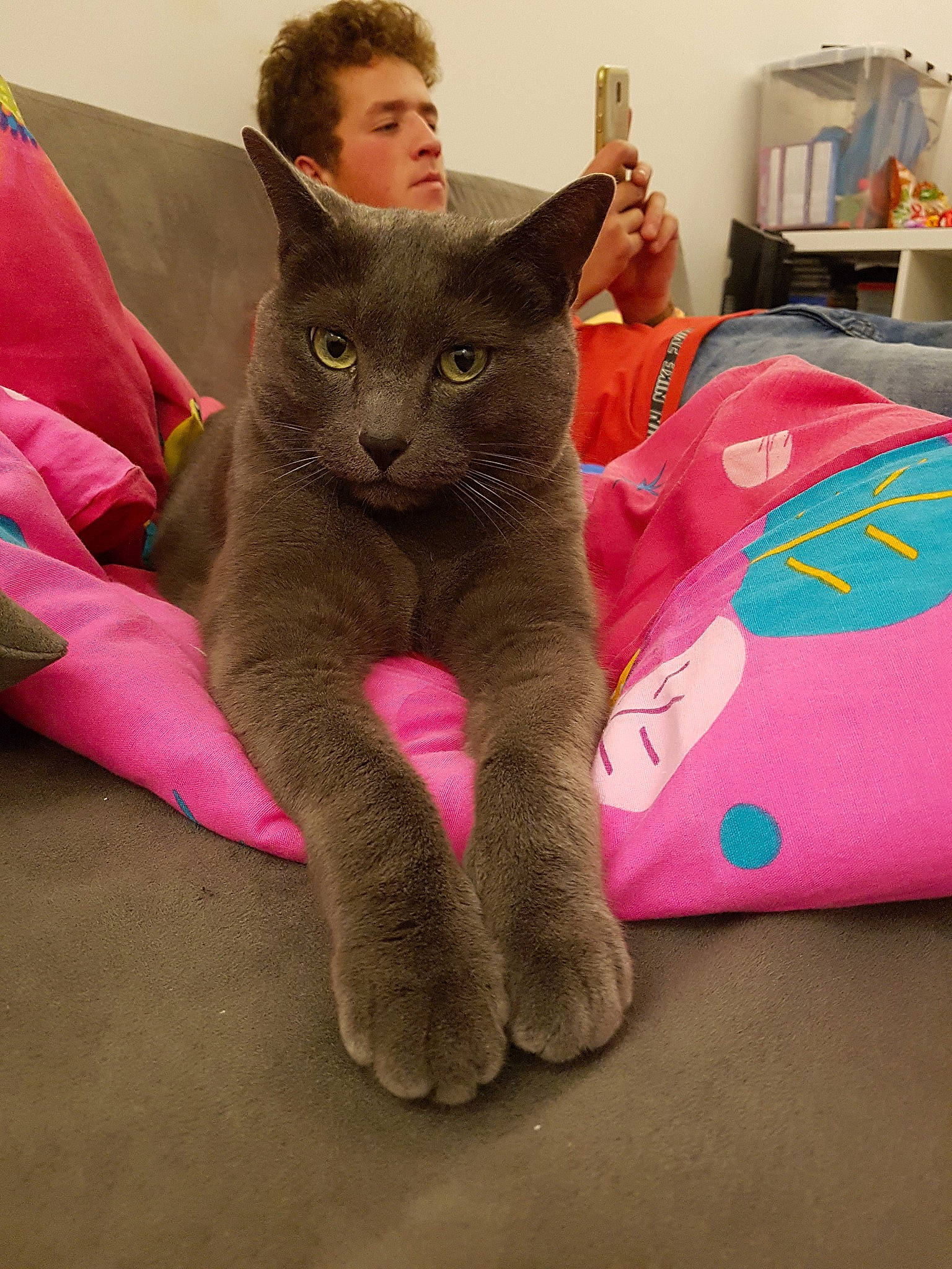 Fiby participe au concours pour gagner de l'argent avec cette photo : asian, british_shorthair, burmese, carnivore, cat, chartreux, domestic_short_haired_cat, felidae, fur, korat, mammal, nebelung, paw, person, russian_blue, small_to_medium_sized_cats, vertebrate, whiskers