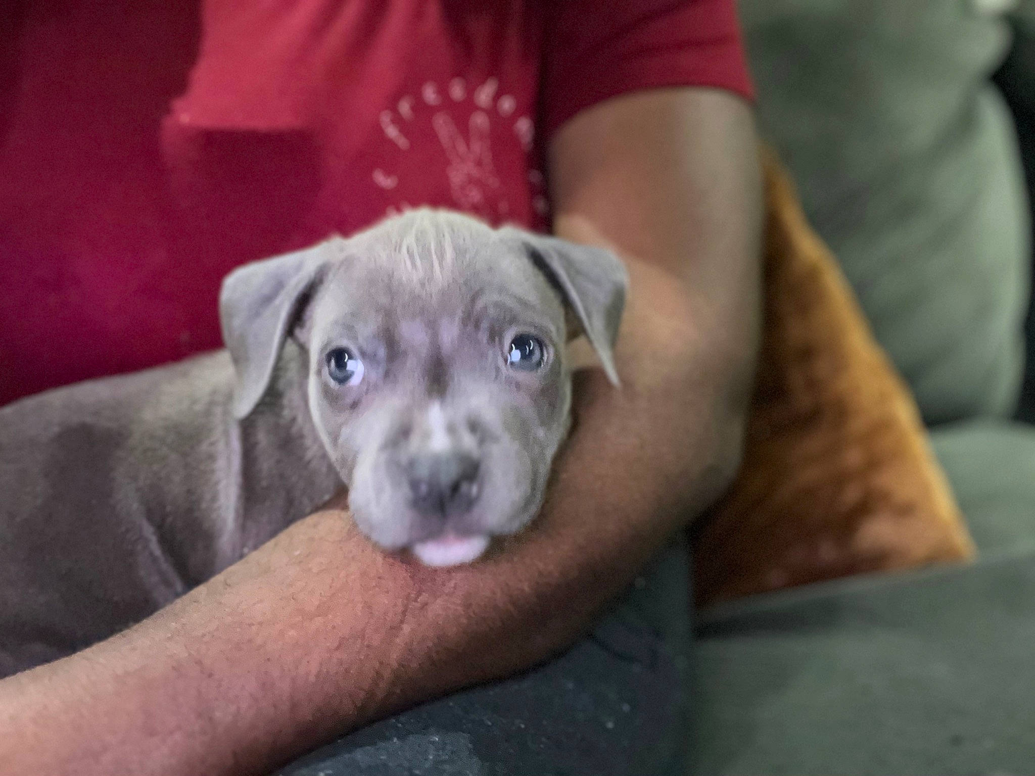 Akilus joined the competition — help win amazing prizes! canidae, carnivore, comfort, companion_dog, dog, dog_breed, fawn, fur, grey, non_sporting_group, paw, puppy, snout, sporting_group, terrestrial_animal, toy_dog, whiskers, working_animal, wrinkle